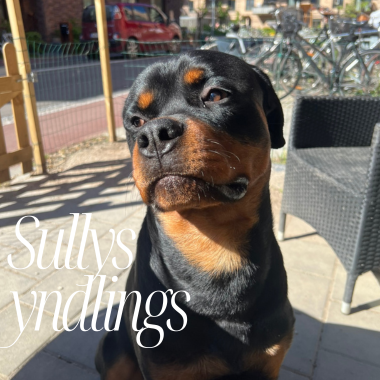 Sullys Favoritter🐾