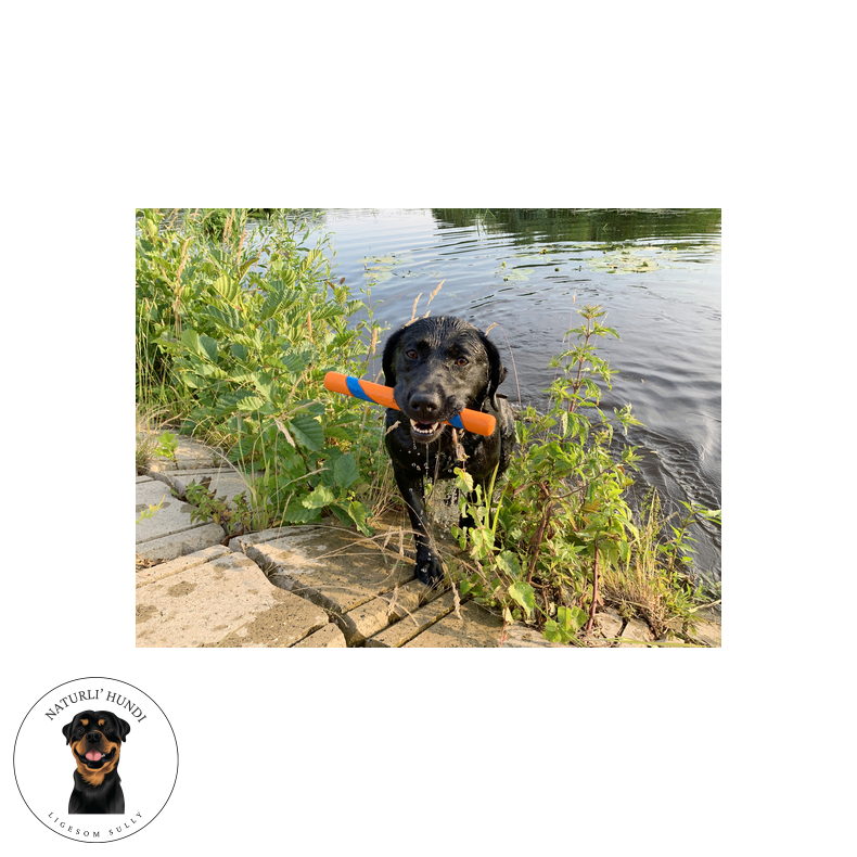 Chuckit Ultra Fetch Stick